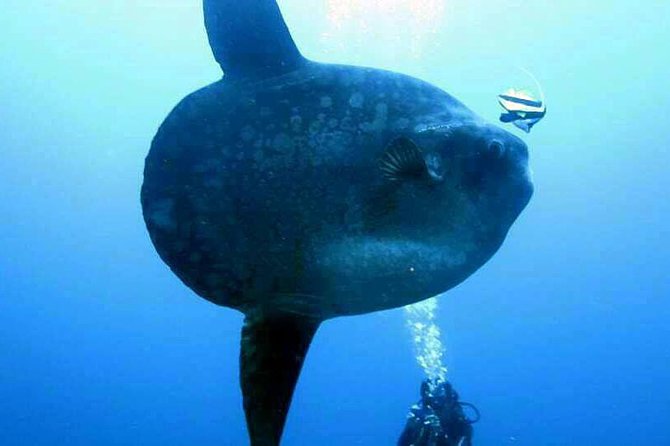 Scuba Diving in Nusa Penida - Manta Point - Price and value: $175 with what’s actually included