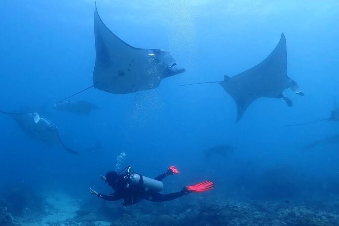 Scuba Diving In Nusa Penida - Key highlights worth your attention