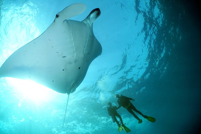 Scuba Diving Nusa Penida Manta Point 3 dives for certified divers - Key Points You’ll Care About