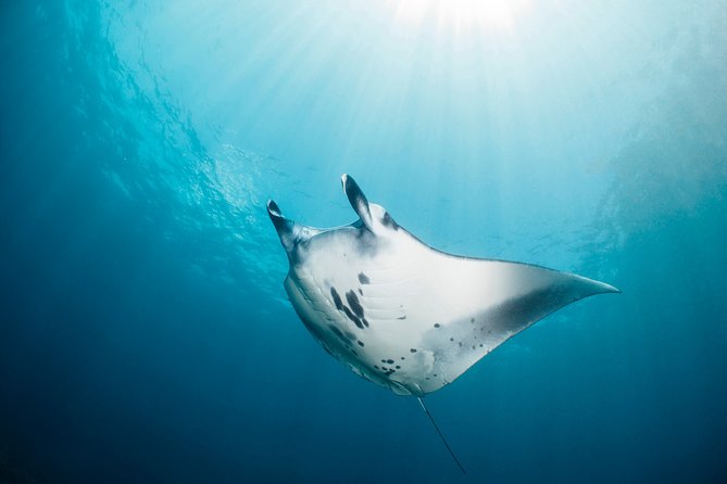 Scuba Diving Nusa Penida Manta Point 3 dives for certified divers - Safety and Planning: What the Small-Group Format Means