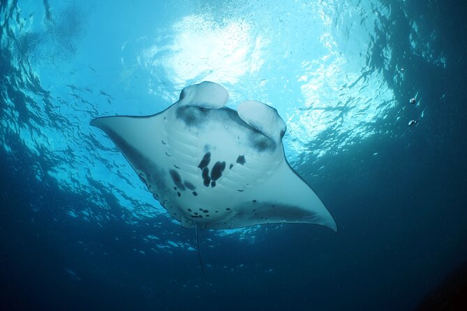 Scuba Diving Nusa Penida Manta Point 3 dives for certified divers - Stop 2 Options: Crystal Bay, Other Penida Sites, or Nusa Lembongan