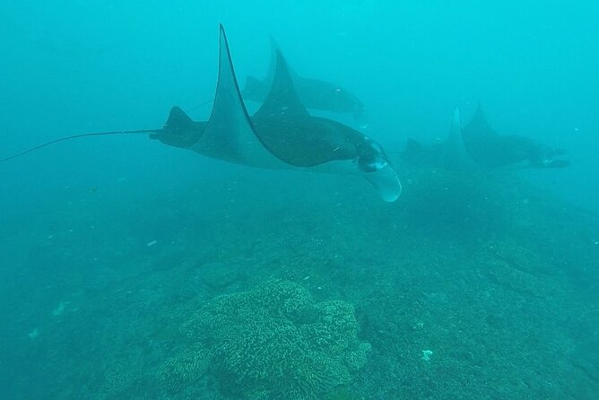 Scuba Diving Nusa Penida Manta Point 3 dives for certified divers - The Underwater Experience: What You’ll Actually Do Once You’re In