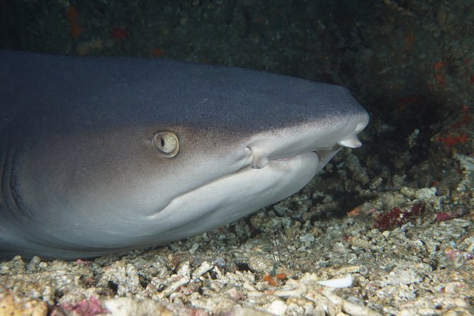 Scuba Diving Padangbai Shark Point 2 dives for certified divers - Key things I’d circle before you book