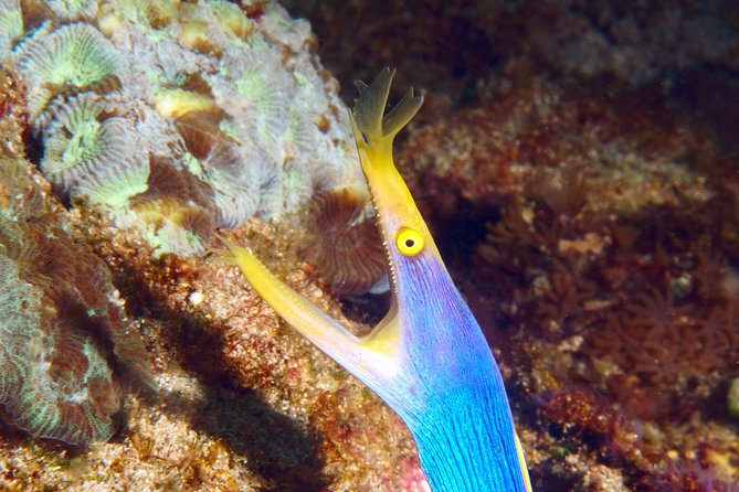 Scuba Diving Padangbai Shark Point 2 dives for certified divers - Padangbai’s two-stop plan: why it works so well