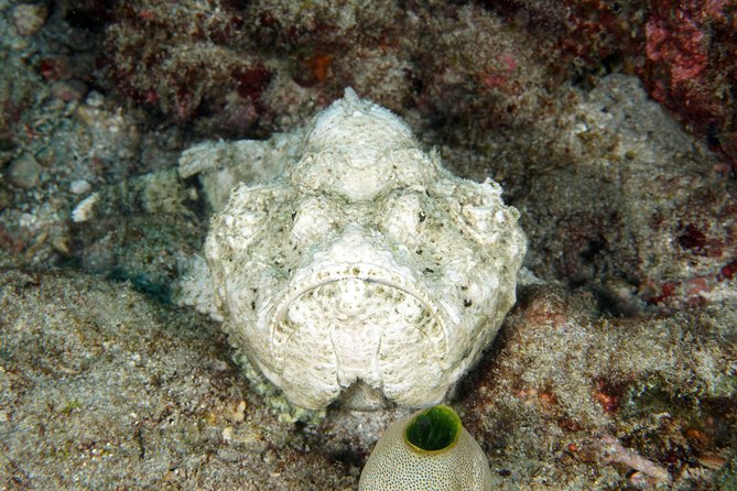 Scuba Diving Padangbai Shark Point 2 dives for certified divers - Blue Lagoon: crystal water and the small-creature scavenger hunt