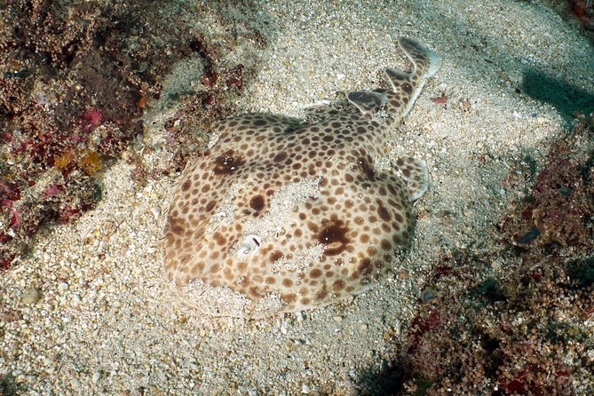 Scuba Diving Padangbai Shark Point 2 dives for certified divers - Why the $158 price is (usually) good value for this format