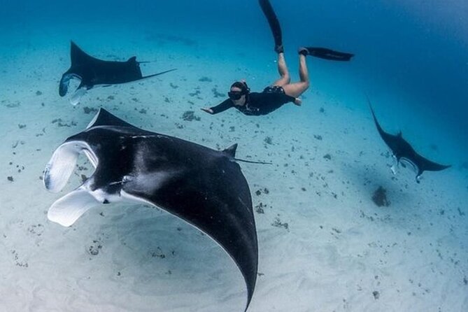 Snorkeling 4 Spot With Manta Bay Or Optional Land Trip - Key highlights worth knowing