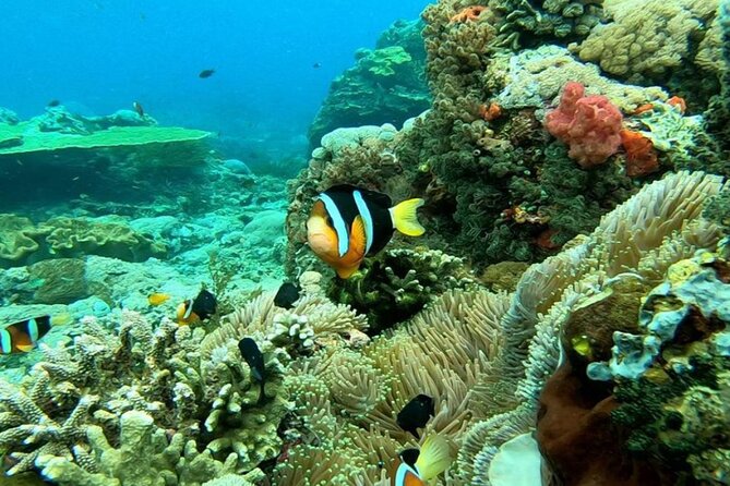 Snorkeling 4 Spot With Manta Bay Or Optional Land Trip - Manta Bay: Your Best Shot and How to Improve Your Odds