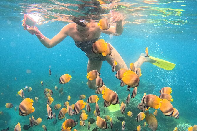 Snorkeling 4 Spot With Manta Bay Or Optional Land Trip - Gamat Bay Coral Gardens: Color, Texture, and a Slower Kind of Fun