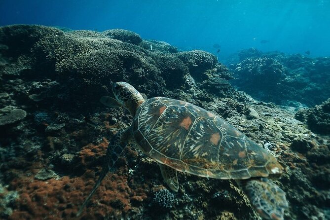 Snorkeling 4 Spots, Manta Rays, Tembeling Pool & Kelingking Beach - Tembeling Pool and Forest: The Infinity-Pool Moment