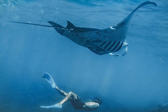 Snorkeling adventure to the manta ray habitat in Nusa Penida - Key highlights if you want the quick plan