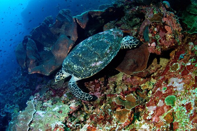 Snorkeling Adventure with East Nusa Penida Tour All Inclusive - East-Side Snorkeling With Manta Bay or Crystal Bay