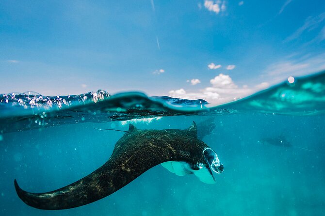 Snorkeling and Freediving Trip around Nusa Penida - Key Things I’d Plan Around