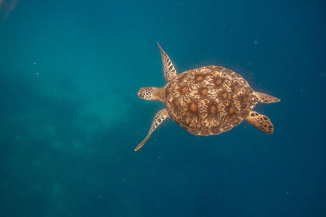 Snorkeling and Freediving Trip around Nusa Penida - What’s Included (and Why It’s Worth It)