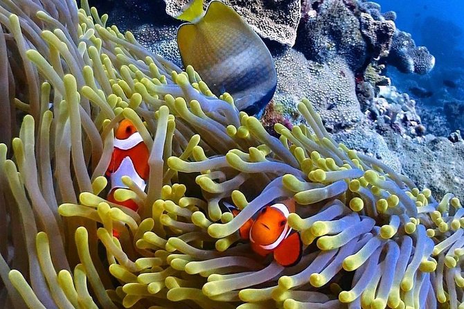 Snorkeling At Blue lagoon And Hidden waterfall - Fitness, timing, and who this tour fits best