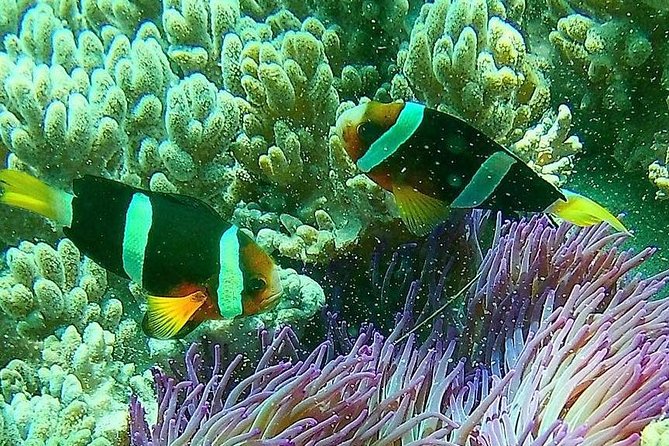 Snorkeling at Blue Lagoon Bali with Lunch and Transport - Beach time and lunch at an Indonesian spot: refuel like you mean it