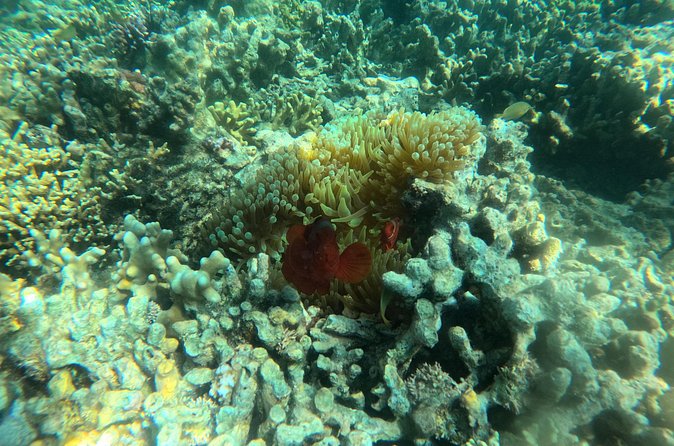 Snorkeling at Menjangan Island Bali Hidden Underwater Gem - Lunch on Menjangan Island: the break that keeps the day pleasant