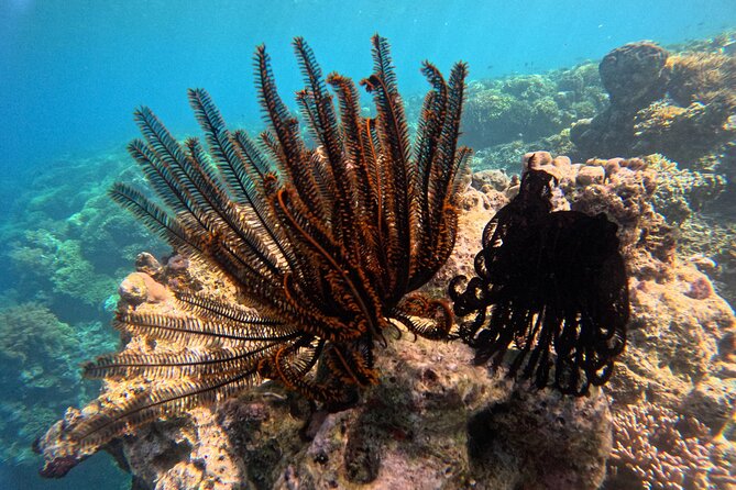 Snorkeling at Menjangan Island Bali Hidden Underwater Gem - What’s included (and what you should bring anyway)
