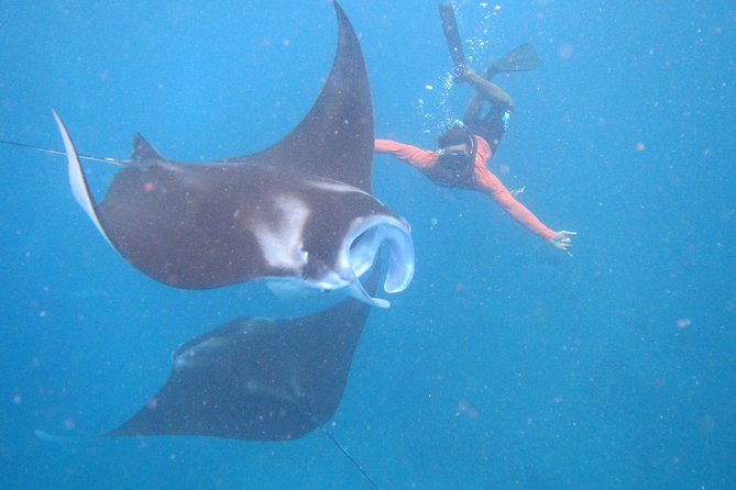 Snorkeling Day Trip To Lembongan and Penida - Key points to know before you go