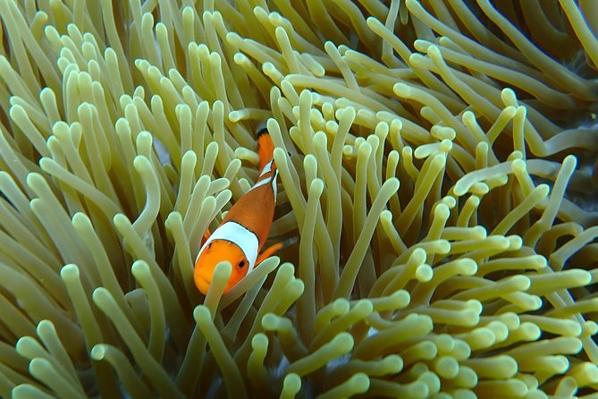 Snorkeling Day Trip To Lembongan and Penida - The real flow of the day: ports, reefs, lunch, and mangroves
