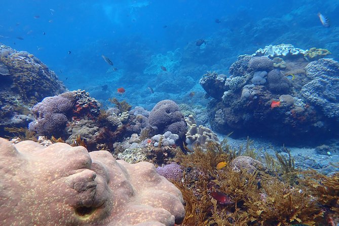 Snorkeling Day Trip To Lembongan and Penida - Food, gear, and comfort on a full-day water schedule