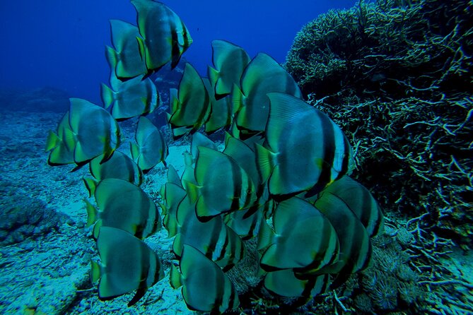 Snorkeling Day Trip to Nusa Lembongan and Nusa Penida - Stop 2: Nusa Penida and the Manta-Ray Priority (When Weather Lets It Happen)