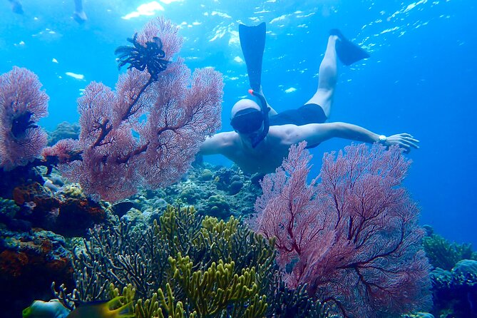 Snorkeling in Menjangan Island with Pickup and Lunch - Key things that matter most