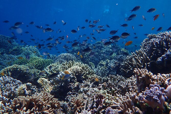 Snorkeling in Menjangan Island with Pickup and Lunch - Beach Break: Picnic Lunch, Short Walk, and Wild Deer Time