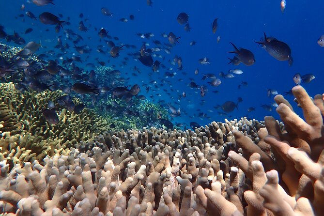 Snorkeling in Menjangan Island with Pickup and Lunch - Second Snorkel Session: Your Second Chance to Get the Best Underwater Moments