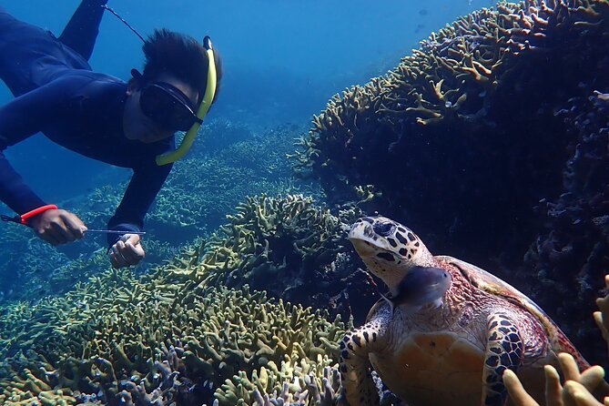 Snorkeling in Menjangan Island with Pickup and Lunch - Lunch Choices and Beach Time: Why This Trip Feels Like More Than Snorkeling