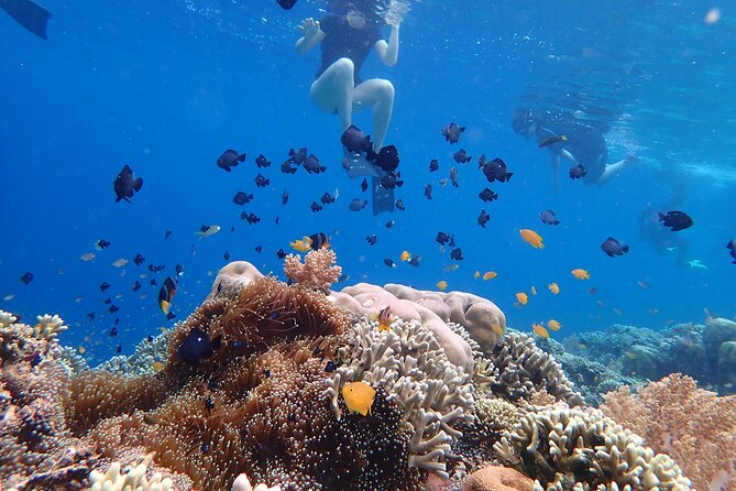Snorkeling in Menjangan Island with Pickup and Lunch - Price and Value at About $39.73: What You’re Really Paying For