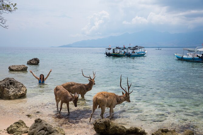 Snorkeling in Menjangan Island with Pickup and Lunch - The Guides and Photo Moments: Getting Better Than Just Blurry Clips