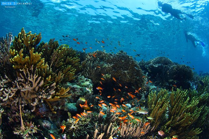 Snorkeling in Menjangan Marine Park - Discover abundant marine life of Pemuteran - Key Things I’d Bet Your Day on