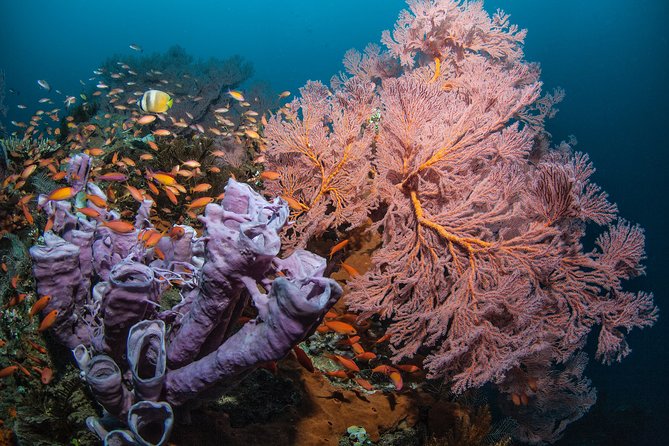 Snorkeling in Menjangan Marine Park - Discover abundant marine life of Pemuteran - Menjangan Island Snorkeling: What You’ll Actually See