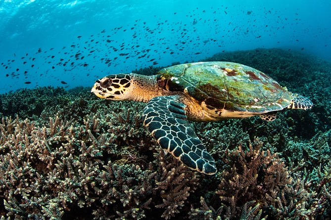 Snorkeling in Menjangan Marine Park - Discover abundant marine life of Pemuteran - Two-Way Fun: Lunch and a Temple Break Between Swims