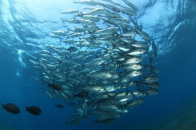 Snorkeling in Menjangan Marine Park - Discover abundant marine life of Pemuteran - Gear, Cameras, and Comfort: The Little Details That Matter