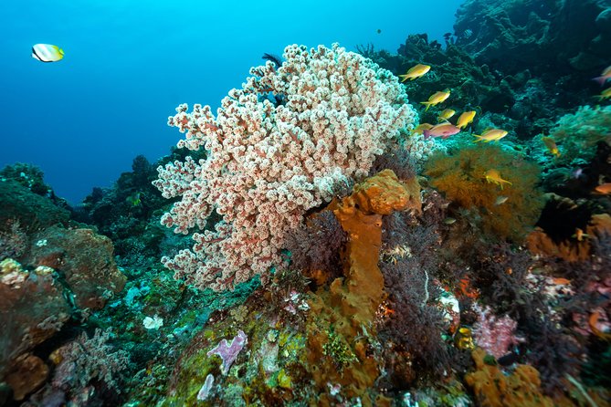 Snorkeling in Menjangan Marine Park - Discover abundant marine life of Pemuteran - Timing, Weather, and What to Do if Plans Shift