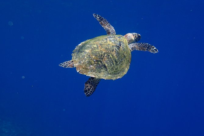 Snorkeling in Menjangan Marine Park - Discover abundant marine life of Pemuteran - Who Should Book This Menjangan Snorkel Trip?