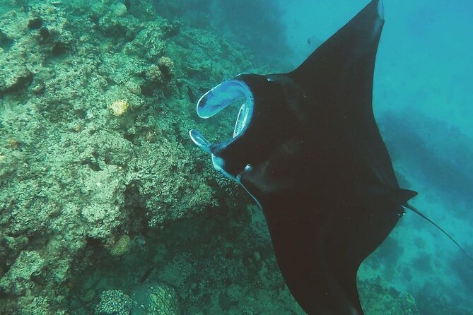 Snorkeling In Nusa Penida And Uluwatu Sunset Tours - Price and Logistics: Is $180.50 Per Person Good Value?