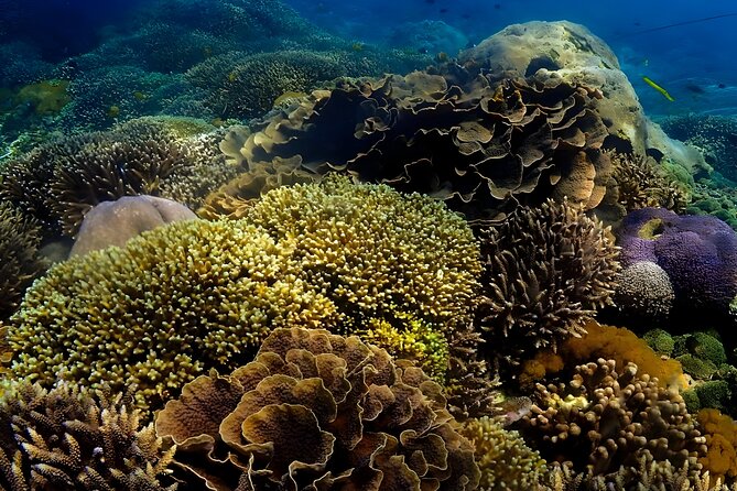 Snorkeling In Nusa Penida Departing From Bali Island - Why Nusa Penida snorkeling is the kind of day you plan around