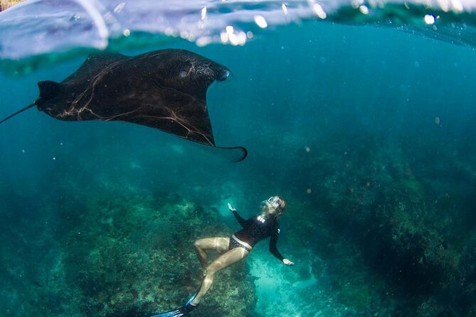 Snorkeling Manta Ray in Nusa Lembongan - Manta ray snorkeling in Nusa Lembongan: what you’re signing up for