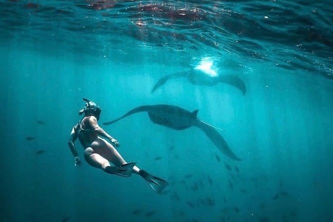 Snorkeling Manta Ray Safari in Nusa Penida - The 2.5-hour rhythm: what “4 bays” really means
