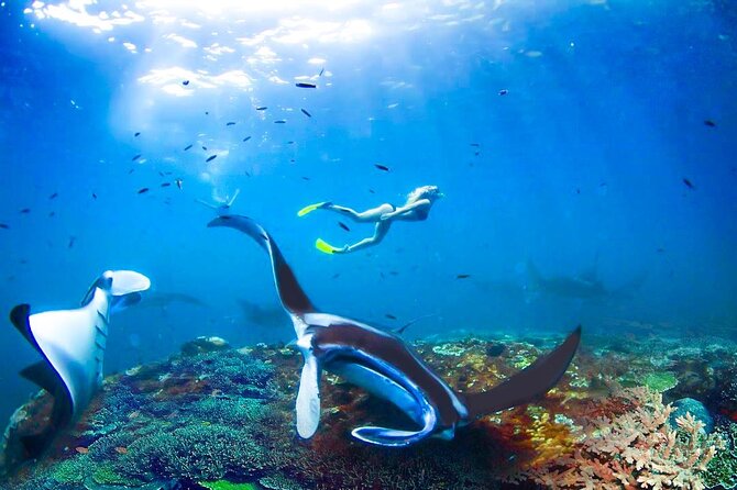 Snorkeling Manta Ray Safari in Nusa Penida - What it’s like to snorkel: currents, cold water, and quick regrouping