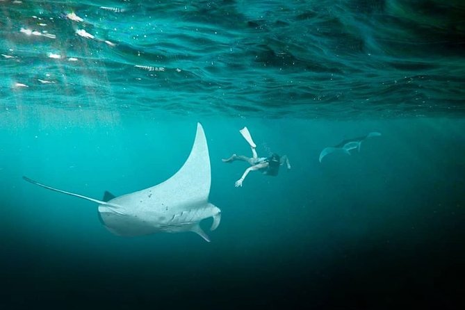 Snorkeling Manta Ray Safari in Nusa Penida - Underwater photos: a souvenir that actually helps