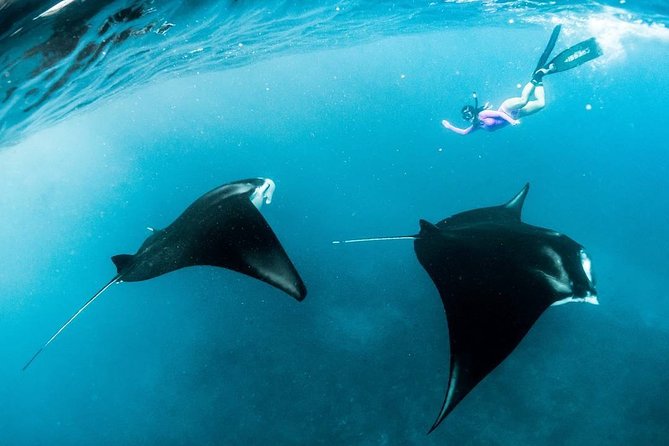 Snorkeling Manta Ray Safari in Nusa Penida - Crowds at manta spots: how to protect your experience