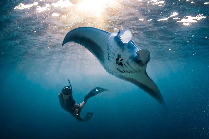 Snorkeling Manta Ray Safari in Nusa Penida - Wildlife respect: the rules that keep you (and them) safe