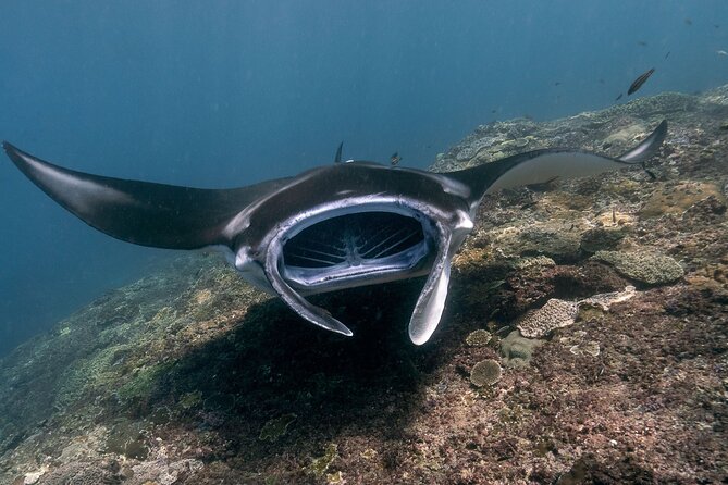 Snorkeling Manta Rays, Land Tour Tembeling Pool & Kelingking - Key highlights you’ll care about