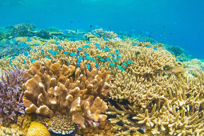 Snorkeling Manta Rays, Land Tour Tembeling Pool & Kelingking - How the day runs: shared boat, shared car, and group energy