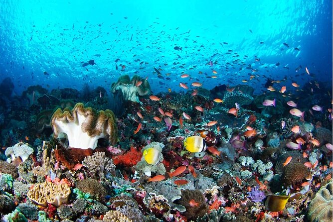 Snorkeling Nusa Penida and Island Tour Package - Key things I’d zero in on before you book