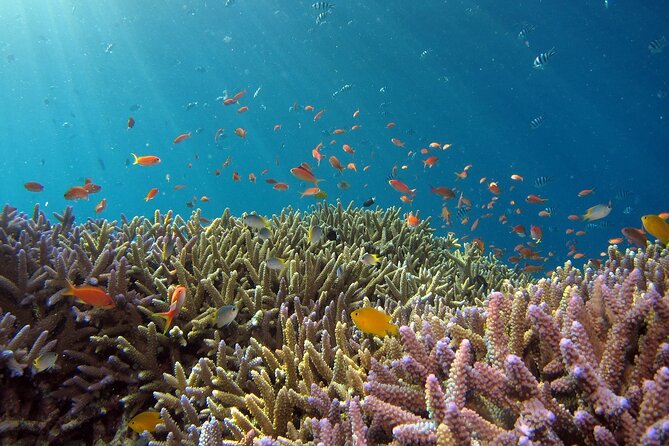 Snorkeling Nusa Penida and Island Tour Package - The island tour loop: Kelingking, Broken Beach, Angel’s Billabong, Crystal Bay